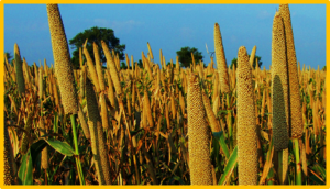 Genomic selection for agronomical phenotypes using genome-wide SNPs and SVs in pearl millet