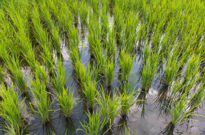 Study Shows Link Between Iron Signaling and Rice Pathogen Defenses