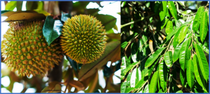 Leaf Architecture and Genome Size Variation of Durio zibethinus L. from Jelebu, Negeri Sembilan, Malaysia