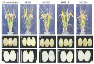 Truncation of the Calmodulin Binding Domain in Rice Glutamate Decarboxylase 4 (OsGAD4) Leads to Accumulation of &gamma;-Aminobutyric Acid and Confers Abiotic Stress Tolerance in Rice Seedlings