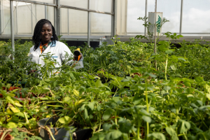 What does process improvement look like for CGIAR crop breeding programs?