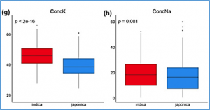 Genome-Wide Association Mapping of Salinity Tolerance at the Seedling Stage in a Panel of Vietnamese Landraces Reveals New Valuable QTLs for Salinity Stress Tolerance Breeding in Rice