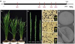 OsPPR939, a nad5 splicing factor, is essential for plant growth and pollen development in rice