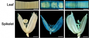 Overexpression of a methyl-CpG-binding protein gene OsMBD707 leads to larger tiller angles and reduced photoperiod sensitivity in rice