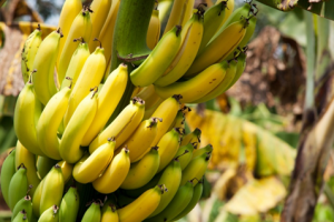 MaMAPK3-MaICE1-MaPOD P7 pathway, a positive regulator of cold tolerance in banana