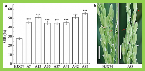Dissection of closely linked QTLs controlling stigma exsertion rate in rice by substitution mapping