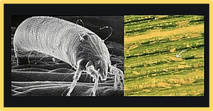 Characterization of wheat curl mite resistance gene Cmc4 in OK05312