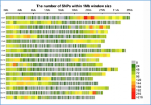 Comprehensive genotyping of a Brazilian cassava (Manihot esculenta Crantz) germplasm bank: insights into diversification and domestication