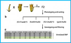 A mitochondria-localized pentatricopeptide repeat protein is required to restore hau cytoplasmic male sterility in Brassica napus