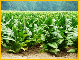 Water stress enhances triacylglycerol accumulation via different mechanisms in wild-type and transgenic high-leaf oil tobacco 