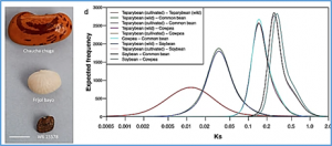 The tepary bean genome provides insight into evolution and domestication under heat stress