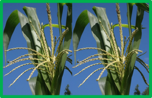Major locus for spontaneous haploid genome doubling detected by a case&ndash;control GWAS in exotic maize germplasm