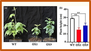 Overexpression of GmMYB14 improves high-density yield and drought tolerance of soybean through regulating plant architecture mediated by the brassinosteroid pathway.