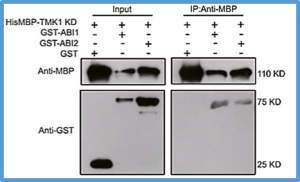 TMK1-based auxin signaling regulates abscisic acid responses via phosphorylating ABI1/2 in Arabidopsis 