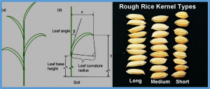 OsBSK3 and OsBSK2 regulate grain size and leaf angle via MAPK signaling pathway in rice