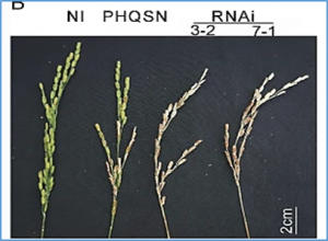 The OsOXO2, OsOXO3 and OsOXO4 Positively Regulate Panicle Blast Resistance in Rice