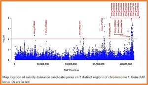Genome-Wide Association Study (GWAS) to Identify Salt-Tolerance QTLs Carrying Novel Candidate Genes in Rice During Early Vegetative Stage