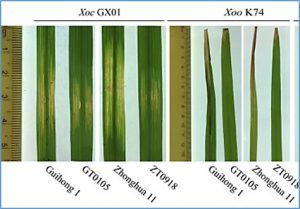 Engineering Resistance to Bacterial Blight and Bacterial Leaf Streak in Rice