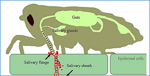 Membrane association of importin &alpha; facilitates viral entry into salivary gland cells of vector insects