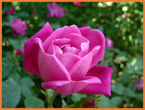 Analysis of allelic variants of RhMLO genes in rose and functional studies on susceptibility to powdery mildew related to clade V homologs