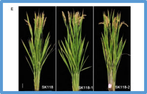 Efficient breeding of high oleic rice cultivar by editing OsFAD2-1 via CRISPR/Cas9
