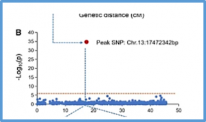 Identification of glutathione transferase gene associated with partial resistance to Sclerotinia stem rot of soybean using genome-wide association and linkage mapping