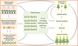 Status and advances in mining for blackleg (Leptosphaeria maculans) quantitative resistance (QR) in oilseed rape (Brassica napus)