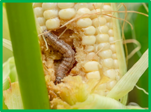 A sugarcane mosaic virus vector for rapid in planta screening of proteins that inhibit the growth of insect herbivores