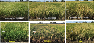 Genomics-assisted breeding for successful development of multiple-stress-tolerant, climate-smart rice for southern and southeastern Asia