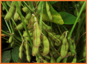 QTL mapping and multi-omics identify candidate genes for protein and oil in soybean