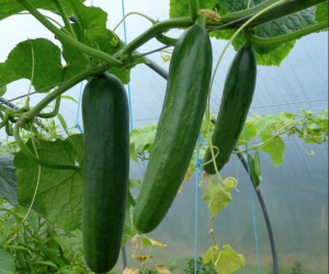Molecular research progress and improvement approach of fruit quality traits in cucumber