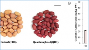 Fine-mapping and gene candidate analysis for AhRt1, a major dominant locus responsible for testa color in cultivated peanut