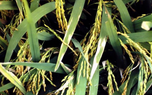 TAL effector-dependent Bax gene expression in transgenic rice confers disease resistance to Xanthomonas oryzae pv. oryzae