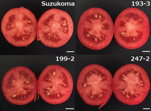 Functional disruption of cell wall invertase inhibitor by genome editing increases sugar content of tomato fruit without decrease fruit weight