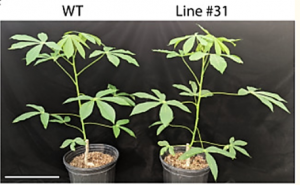 Gene tagging via CRISPR-mediated homology-directed repair in cassava