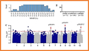 A genome-wide association study reveals that the cytochrome b5 involved in seed reserve mobilization during seed germination in rice