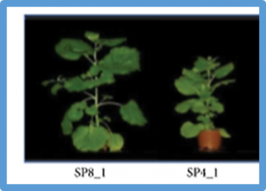 Production of Volatile Moth Sex Pheromones in Transgenic Nicotiana benthamiana Plants