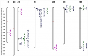 Pyramiding of scald resistance genes in four spring barley MAGIC populations