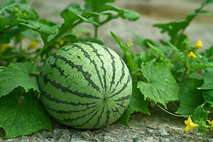 The branchless gene Clbl in watermelon encoding a TERMINAL FLOWER 1 protein regulates the number of lateral branches