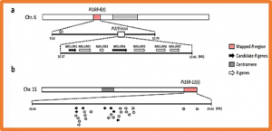 Two genomic regions of a sodium azide induced rice mutant confer broad-spectrum and durable resistance to blast disease