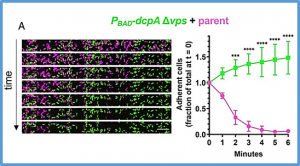 Nitric oxide stimulates type IV MSHA pilus retraction in Vibrio cholerae via activation of the phosphodiesterase CdpA