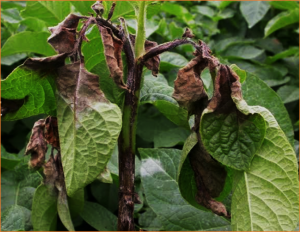 Host-induced gene silencing of the amino acid biosynthesis gene acetolactate synthase of Phytophthora infestans caused strong enhanced late blight resistance of potato in the field