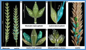 The barley mutant multiflorus2.b reveals quantitative genetic variation for new spikelet architecture