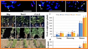 Incomplete genome doubling enables to consistently enhance plant growth for maximum biomass production by altering multiple transcript co-expression networks in potato