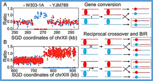 Global genomic instability caused by reduced expression of DNA polymerase &epsilon; in yeast