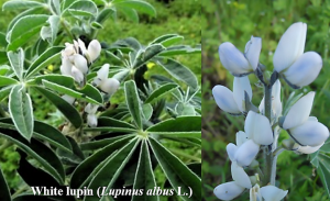 Genome-wide association study reveals white lupin candidate gene involved in anthracnose resistance