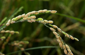 OsbHLH057 targets the AATCA cis-element to regulate disease resistance and drought tolerance in rice