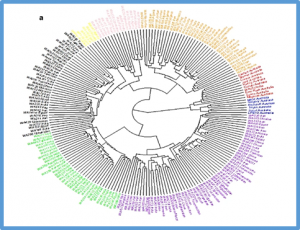 Genome-wide superior alleles, haplotypes and candidate genes associated with tolerance on sodic-dispersive soils in wheat (Triticum aestivum L.)