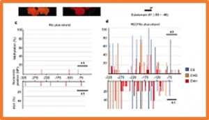 Progressive DNA demethylation in epigenetic hybrids between parental plants with and without methylation of the transgene promoter