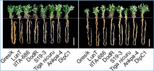 Natural Genotypic Variation Underpins Root System Response to Drought Stress in Bambara Groundnut [ Vigna subterranea (L.) Verdc.]